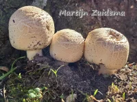 Champignon [Agaricus bisporus]